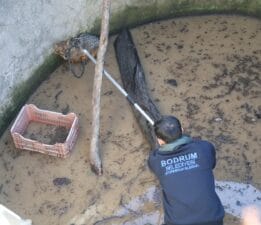 Sarnıca Düşen Tilki Kurtarıldı