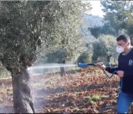 Zeytin üreticilerinin dikkatine