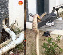 Ev halkına panik yaşattı