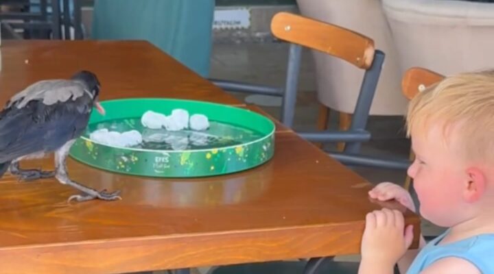 Sıcaktan Bunalan Karga Soluğu Kafede Aldı