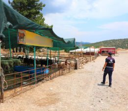 Bodrum Kurban Bayramına Hazırlanıyor
