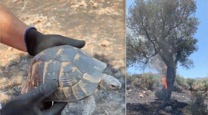 Kurtarılan Kaplumbağa Yangın Sonrası Doğaya Salındı