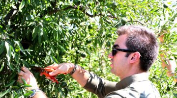 Yeşil Bodrum Mandalini Marketlerde ve Belediye Kafelerde Vatandaşla Buluşuyor