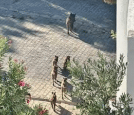 Vatandaş panikledi, yetkililer harekete geçti, hayvanseverler tepki gösterdi