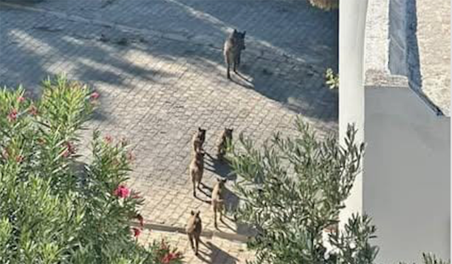 Vatandaş panikledi, yetkililer harekete geçti, hayvanseverler tepki gösterdi