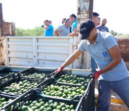 Yeşil Bodrum Mandalini Türkiye’nin Dört Bir Yanına Ulaşıyor