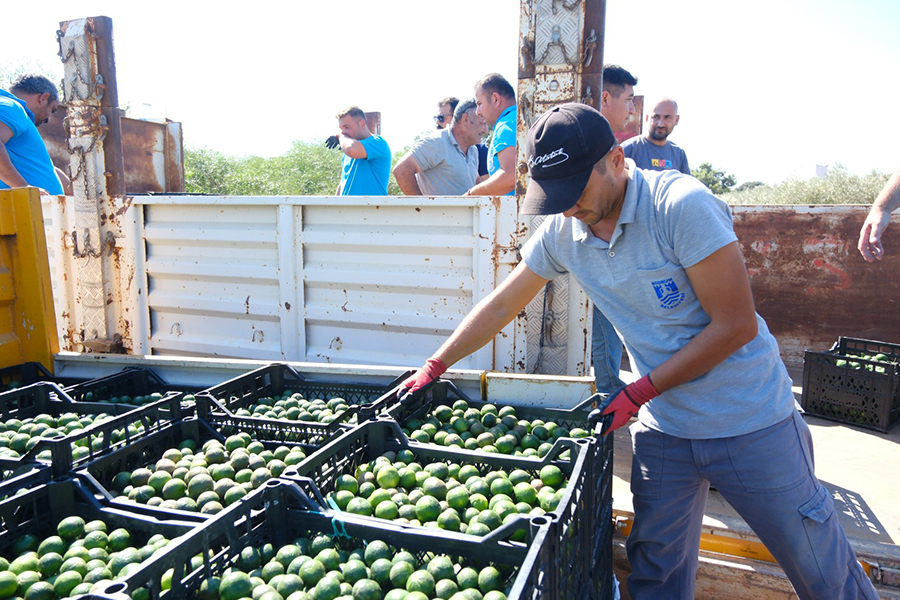 Yeşil Bodrum Mandalini Türkiye’nin Dört Bir Yanına Ulaşıyor
