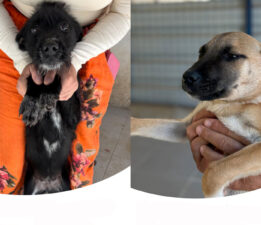 Yuvalandırma Platformu Hayata Geçti