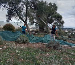 Bodrum’da Zeytin Hasadı Başladı