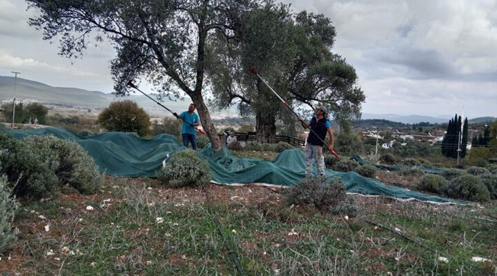 Bodrum’da Zeytin Hasadı Başladı