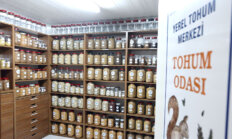 Muğla’dan 81 İle 22 Milyon Yerel Tohum Desteği