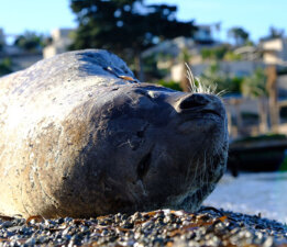 Akdeniz foku, görüldü