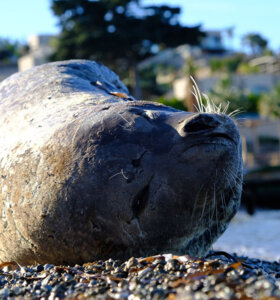Akdeniz foku, görüldü