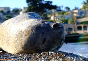 Akdeniz foku, görüldü