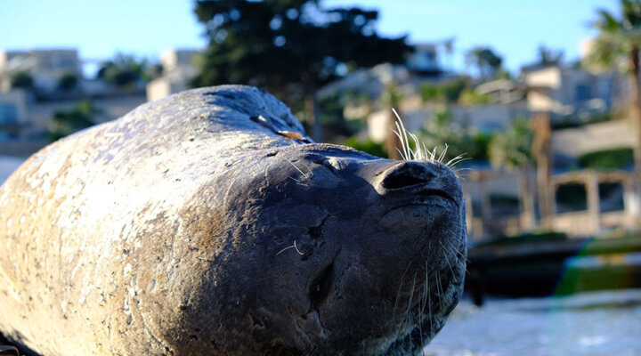 Akdeniz foku, görüldü