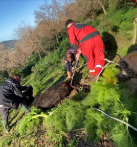 Kuyuya düşen buzağı kurtarıldı