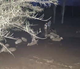 Çamura saplanan koyunlar kurtarıldı