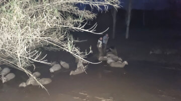 Çamura saplanan koyunlar kurtarıldı