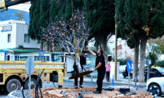 Müskebi’de Kavşağa mandalin ağacı figürü