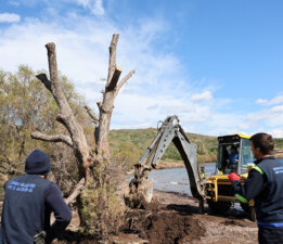 Fırtınada Devrilen Ilgın Ağaçları Yeniden Toprakla Buluşuyor