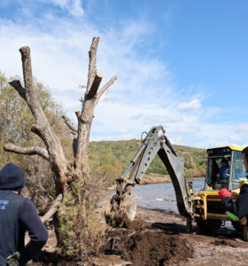 Fırtınada Devrilen Ilgın Ağaçları Yeniden Toprakla Buluşuyor