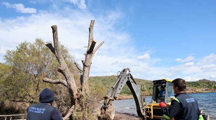 Fırtınada Devrilen Ilgın Ağaçları Yeniden Toprakla Buluşuyor