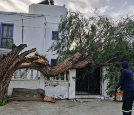 Fırtına ağaçları devirdi