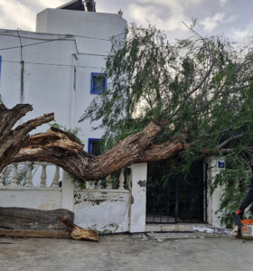 Fırtına ağaçları devirdi