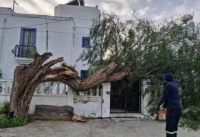 Fırtına ağaçları devirdi