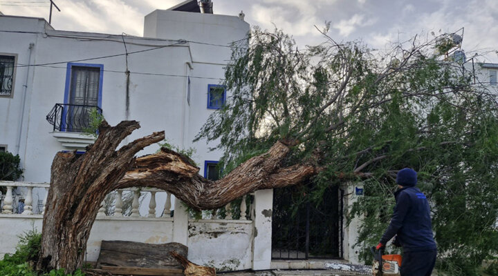 Fırtına ağaçları devirdi