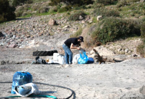 Tilkişen toplamaya gittiler, koyu temizlediler