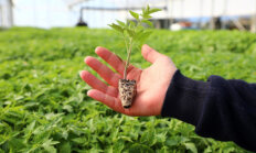 Belediyeden Çiftçiye Yazlık Fide Desteği