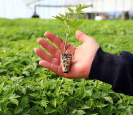 Belediyeden Çiftçiye Yazlık Fide Desteği