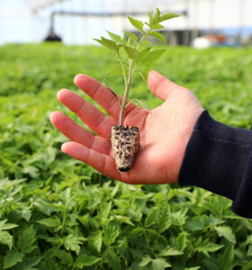 Belediyeden Çiftçiye Yazlık Fide Desteği