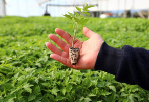 Belediyeden Çiftçiye Yazlık Fide Desteği