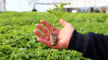 Belediyeden Çiftçiye Yazlık Fide Desteği