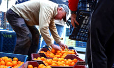 Mandalin Üreticisine 5 Milyon Kazanç