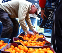 Mandalin Üreticisine 5 Milyon Kazanç