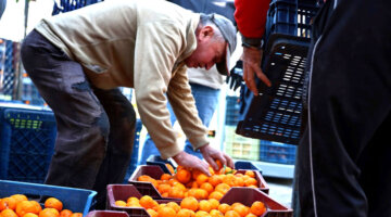 Mandalin Üreticisine 5 Milyon Kazanç