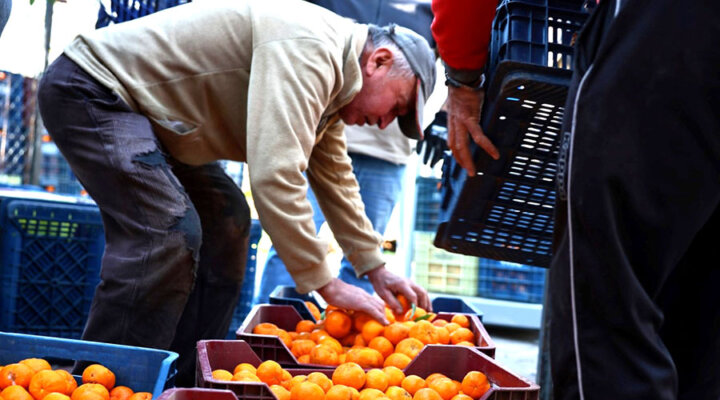 Mandalin Üreticisine 5 Milyon Kazanç