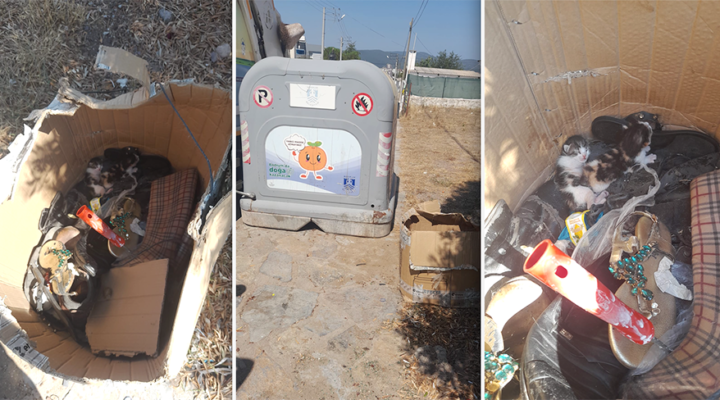 Belediye Ekibinin Dikkati Yavru Kedileri Hayata Bağladı
