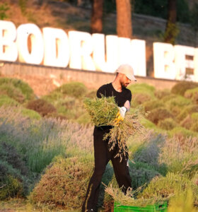 Tarım Kampında Gençler Güne Lavanta Hasadıyla Başlıyor
