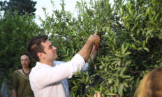 Yeşil Bodrum Mandalini Hasadı Devam Ediyor