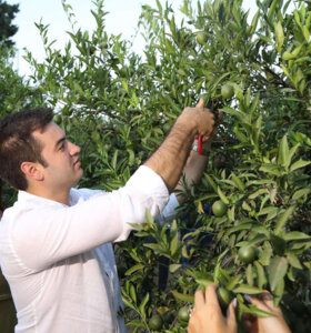 Yeşil Bodrum Mandalini Hasadı Devam Ediyor