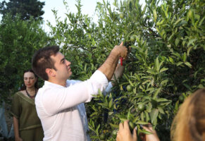 Yeşil Bodrum Mandalini Hasadı Devam Ediyor