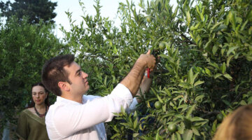 Yeşil Bodrum Mandalini Hasadı Devam Ediyor
