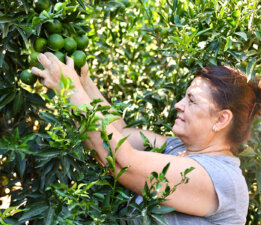 Bodrum Mandalininde Yeşil Hasat Bereketi